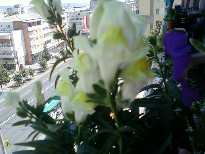 1 iulie 2012-flori 057