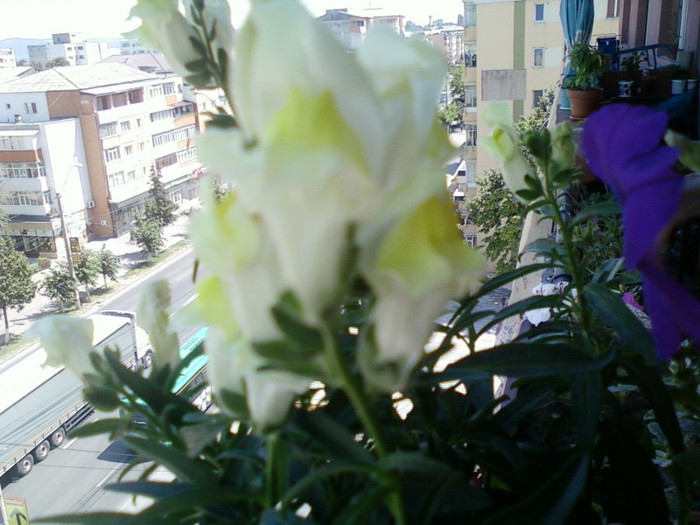 1 iulie 2012-flori 059