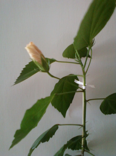 1 iulie 2012-flori 063