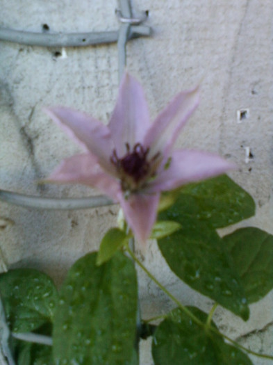 1 iulie 2012-flori 066