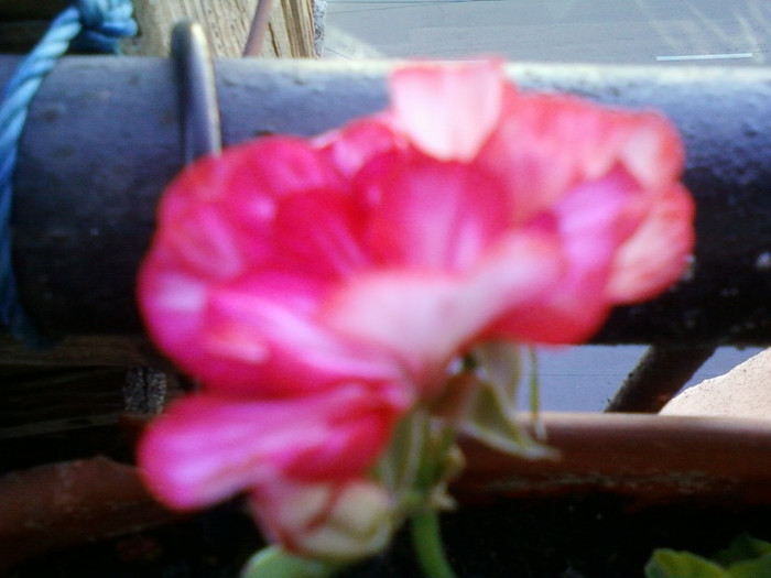 1 iulie 2012-flori 069