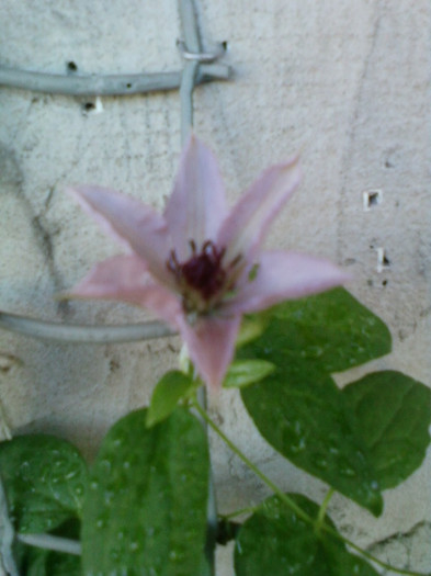 clematis roz-dr ruppel