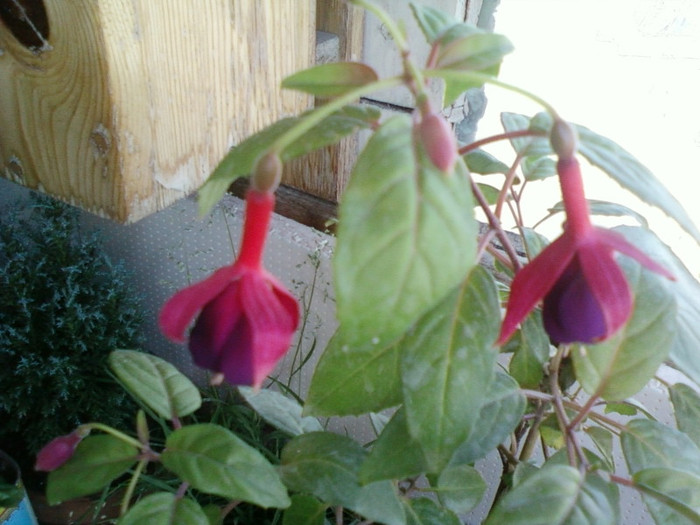 fuchsia-o ador ! - fuchsia
