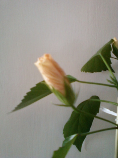 hibi de la norela - hibiscus