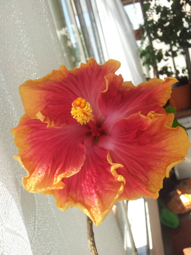 no name - plantele mele