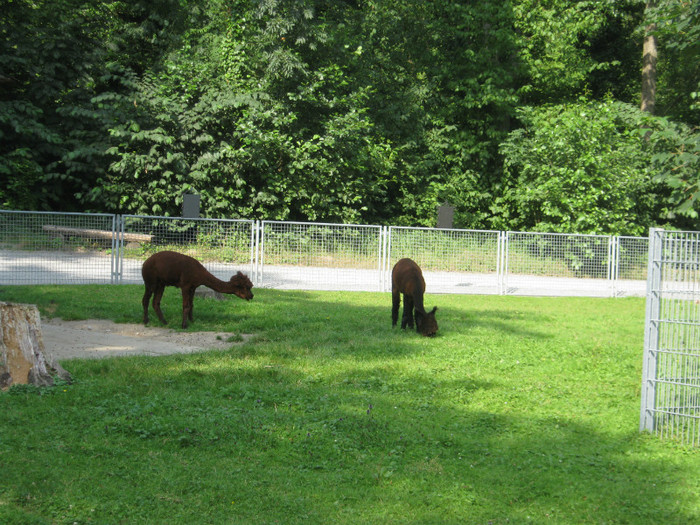 bodensee- 162 - bodense austria germania elvetia