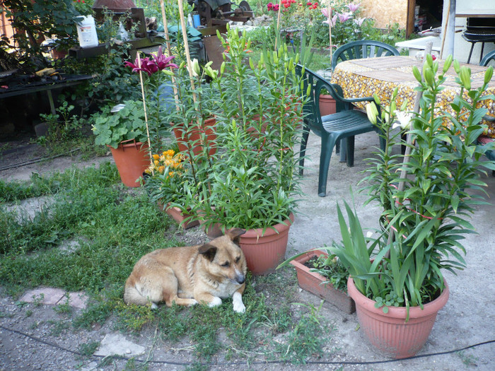 P1020219 - iulie 2012