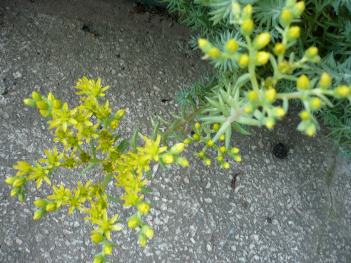 P1020229 - iulie 2012
