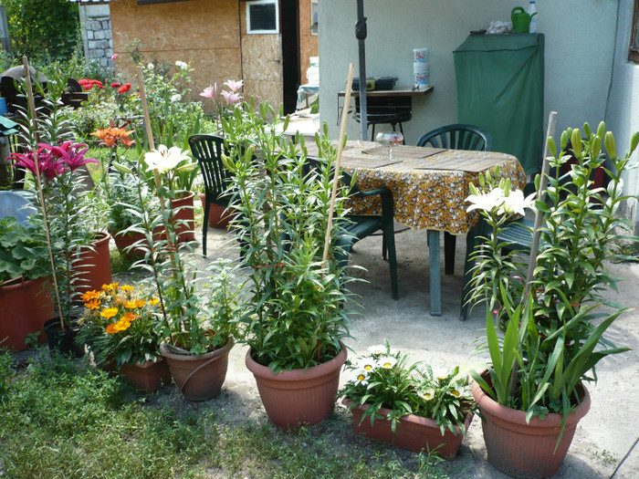 P1020237 - iulie 2012