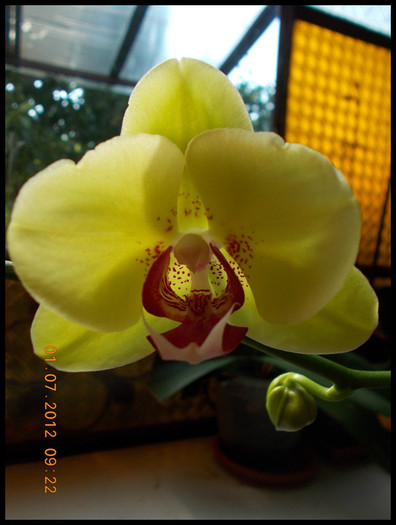 DSCN5618 reinflorita - Orhidee 2012
