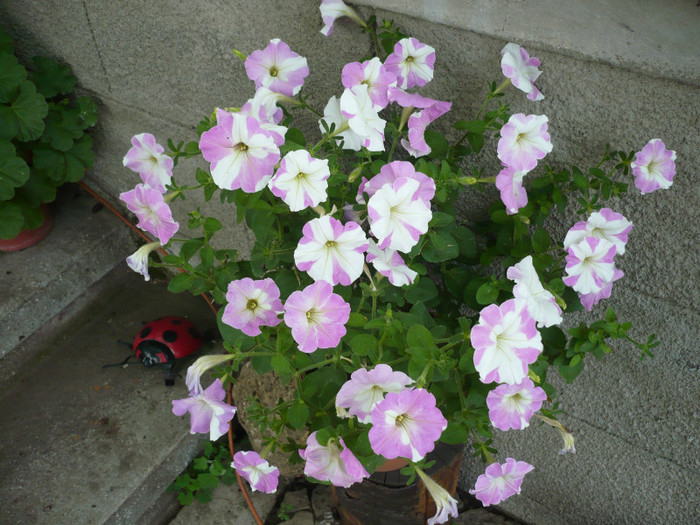 P1020252