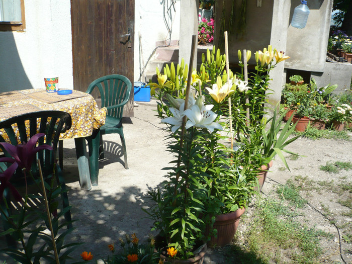 P1020260 - iulie 2012
