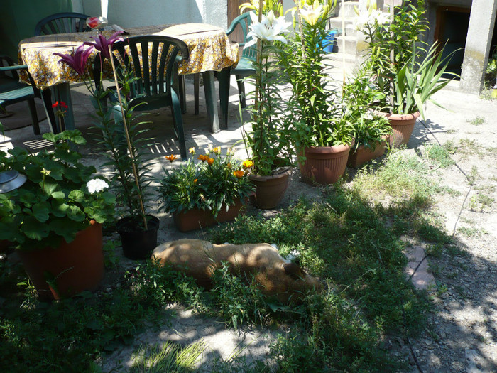 P1020271 - iulie 2012