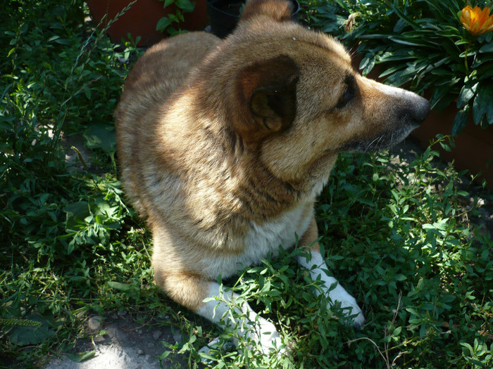 P1020273 - iulie 2012