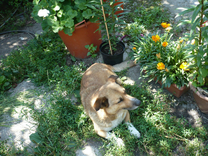 P1020274 - iulie 2012