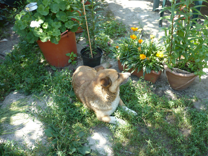 P1020275 - iulie 2012