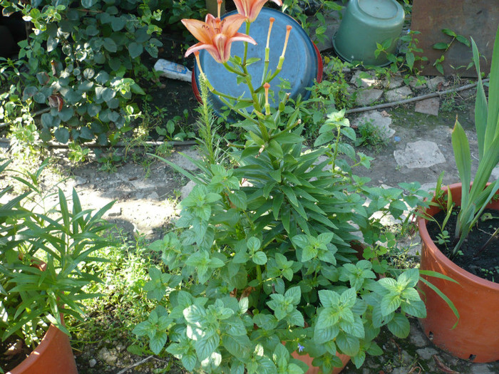 P1020281 - iulie 2012