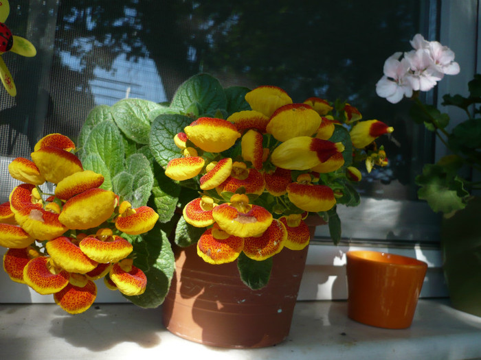 P1020284; INFLORITA DIN NOU !
