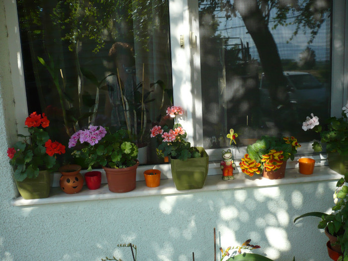 P1020285 - iulie 2012