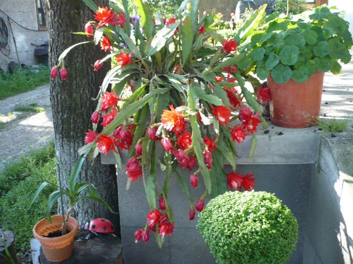 P1020287