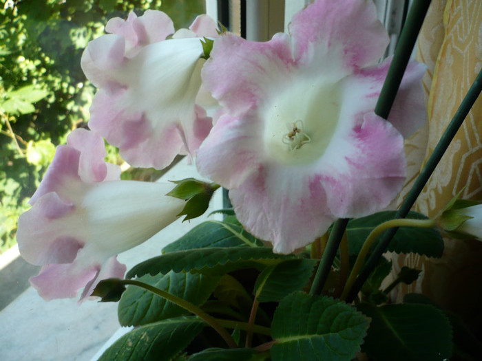 P1020289; GLOXINIA  !!!!!!!!
