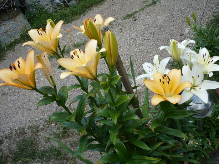 P1020325 - iulie 2012