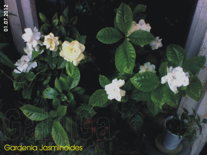 Gardenia Jasminoides; A innebunit gardenia! 11 flori in acelas timp la doua plante intr-un ghiveci.
