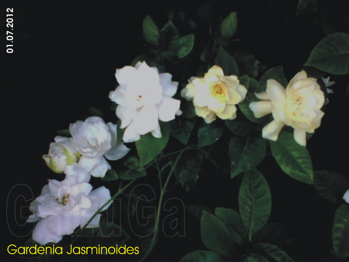 Gardenia Jasminoides; Detaliu stanga.
