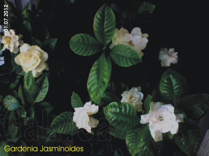 Gardenia Jasminoides; Detaliu dreapta.
