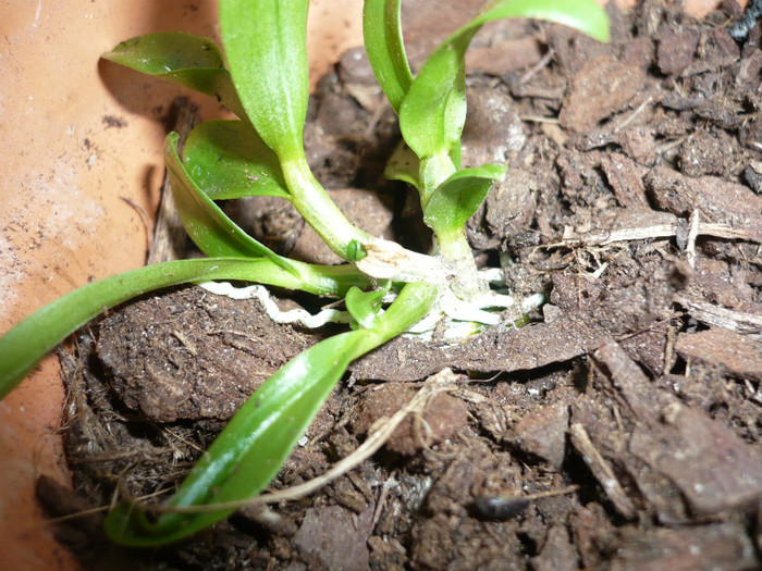 P1020299 - orhidee