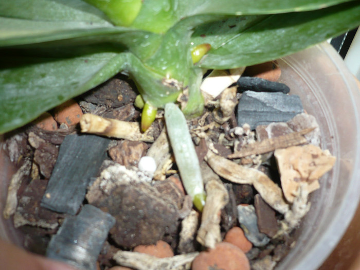 P1020300; radacinute
