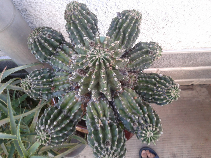 cactus - Cactus inflorit