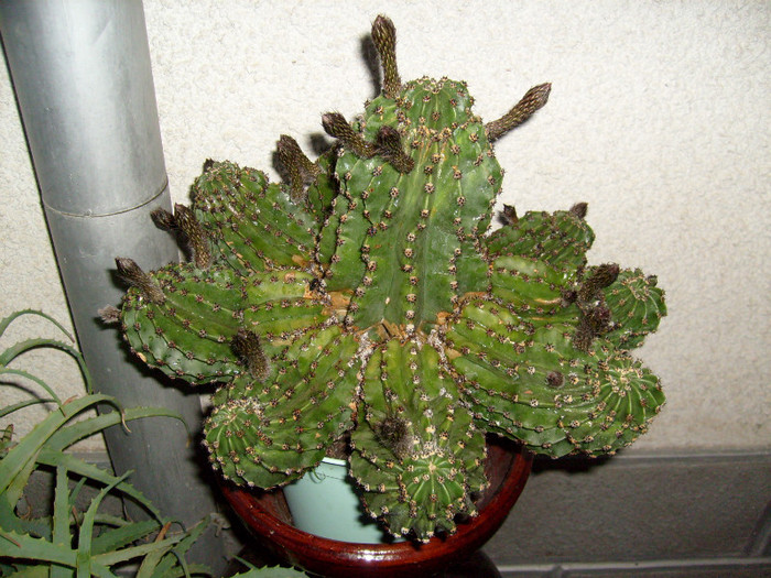 S7302527 - Cactus inflorit