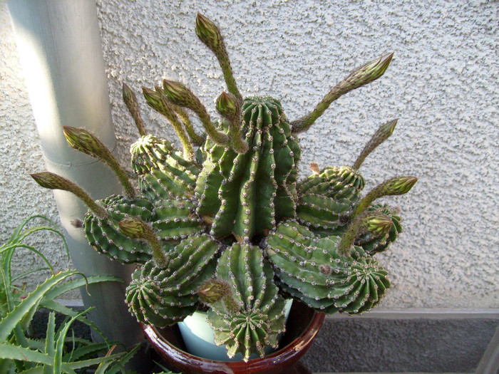 S7302544 - Cactus inflorit