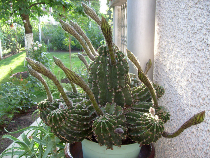 S7302545 - Cactus inflorit