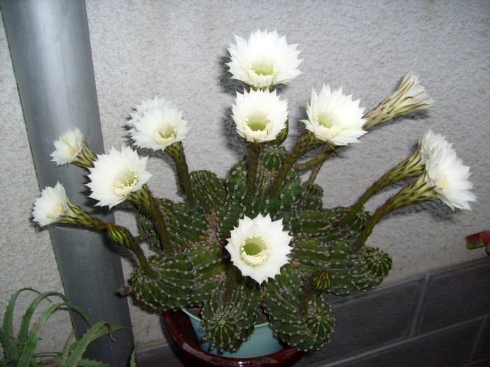 S7302551 - Cactus inflorit