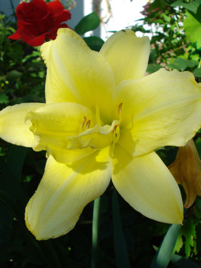 25. "Destination Y" - HEMEROCALLIS