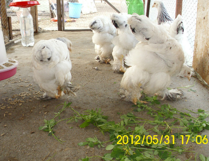 Brahma Herminat Deschis; Pui Gaina Brahma Herminat Deschis
