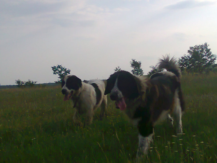 Photo0827 - CORA - Ciobanesc de bucovina