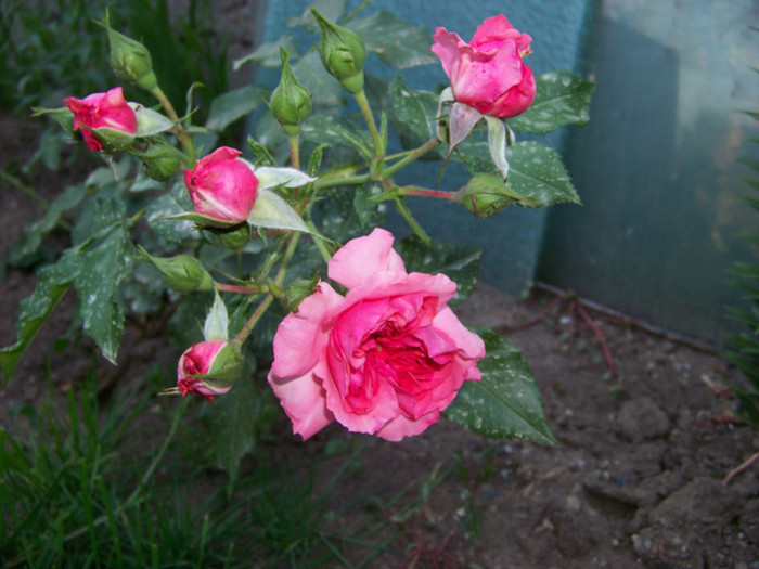 Rosarium Uetersen - Trandafiri 2012