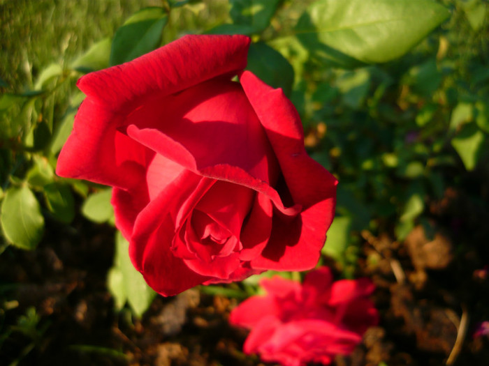 105 - TRANDAFIRI 2012-2013-2014