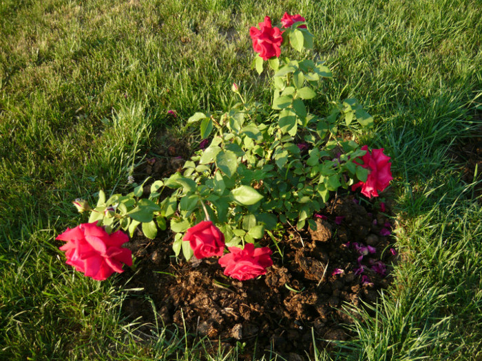 108 - TRANDAFIRI 2012-2013-2014