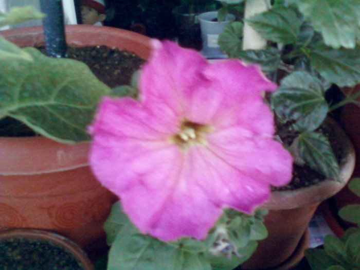 1 iulie 2012-flori 072
