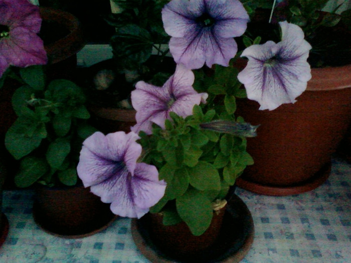 1 iulie 2012-flori 073