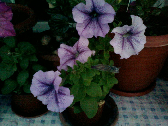 1 iulie 2012-flori 077