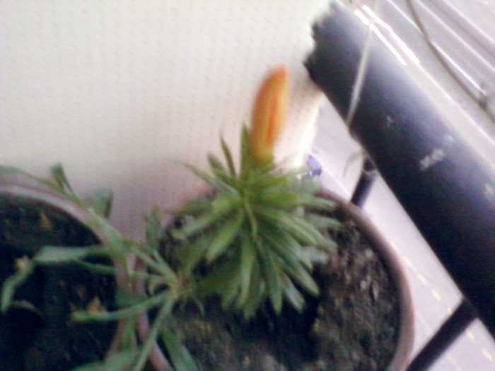 1 iulie 2012-flori 081