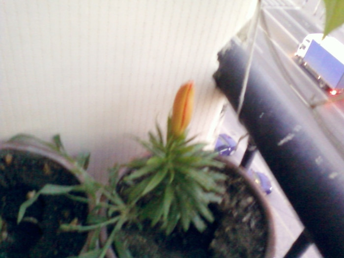 1 iulie 2012-flori 087
