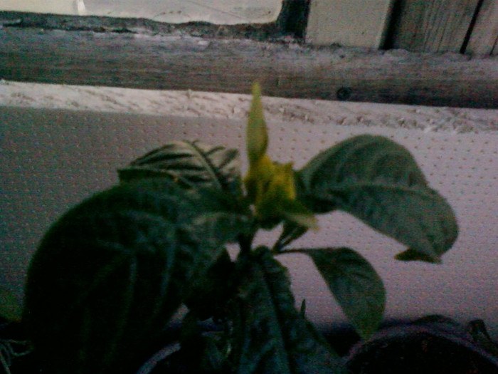 1 iulie 2012-flori 092