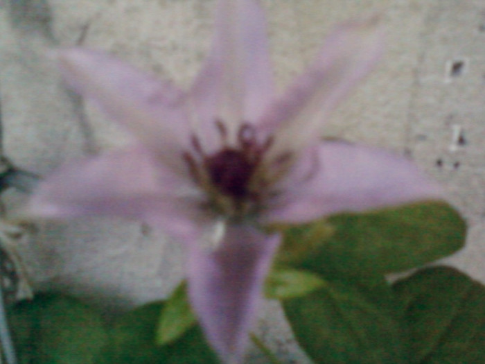 1 iulie 2012-flori 095