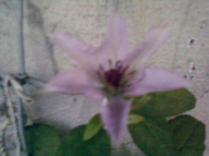 1 iulie 2012-flori 100